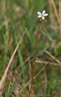 Plancia ëd Saxifraga granulata L.