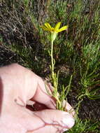 Image of Othonna leptodactyla Harv.