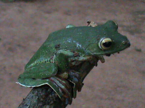 Image of Malabar Gliding Frog