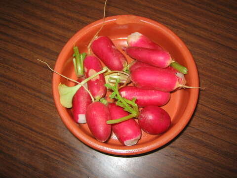 Image of cultivated radish