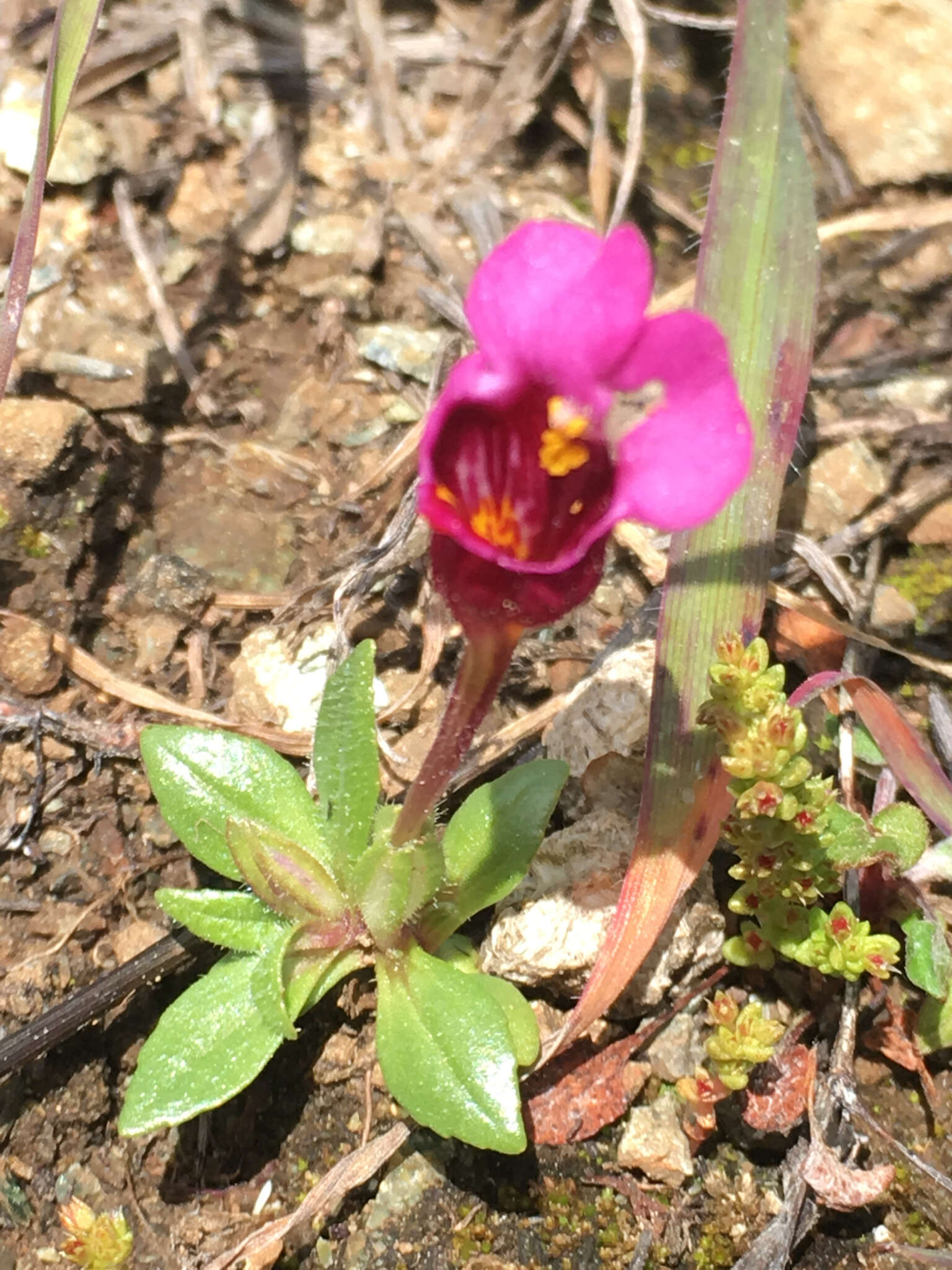 Imagem de Diplacus douglasii (Benth.) G. L. Nesom