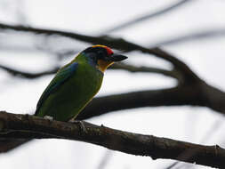 Image of Necklaced Barbet