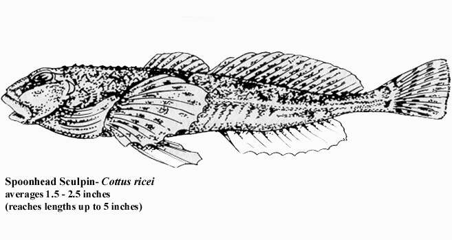 Imagem de Cottus ricei (Nelson 1876)