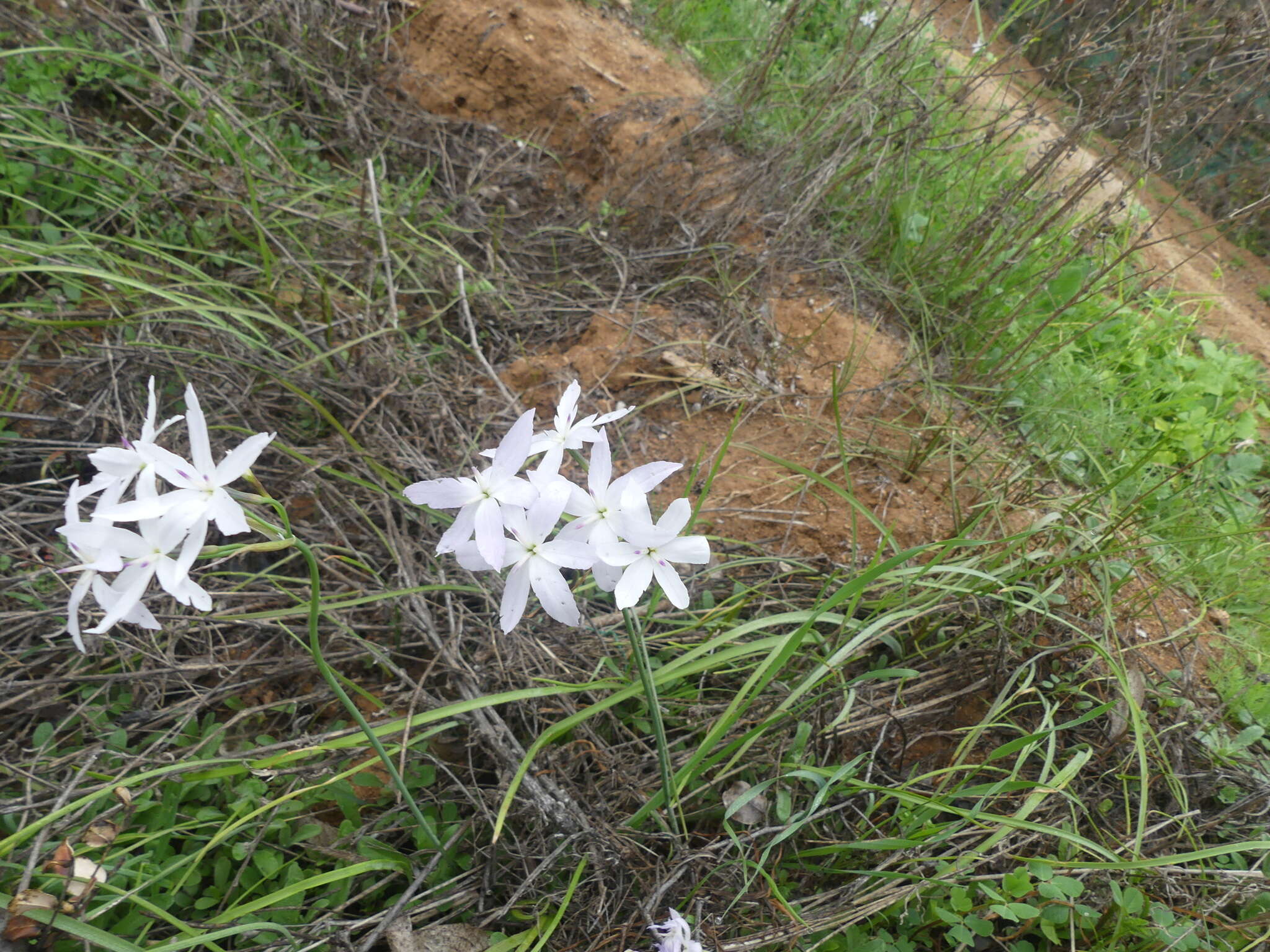 Imagem de Leucocoryne ixioides (Sims) Lindl.