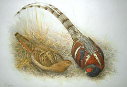 Image of Hume's Bar-tailed Pheasant