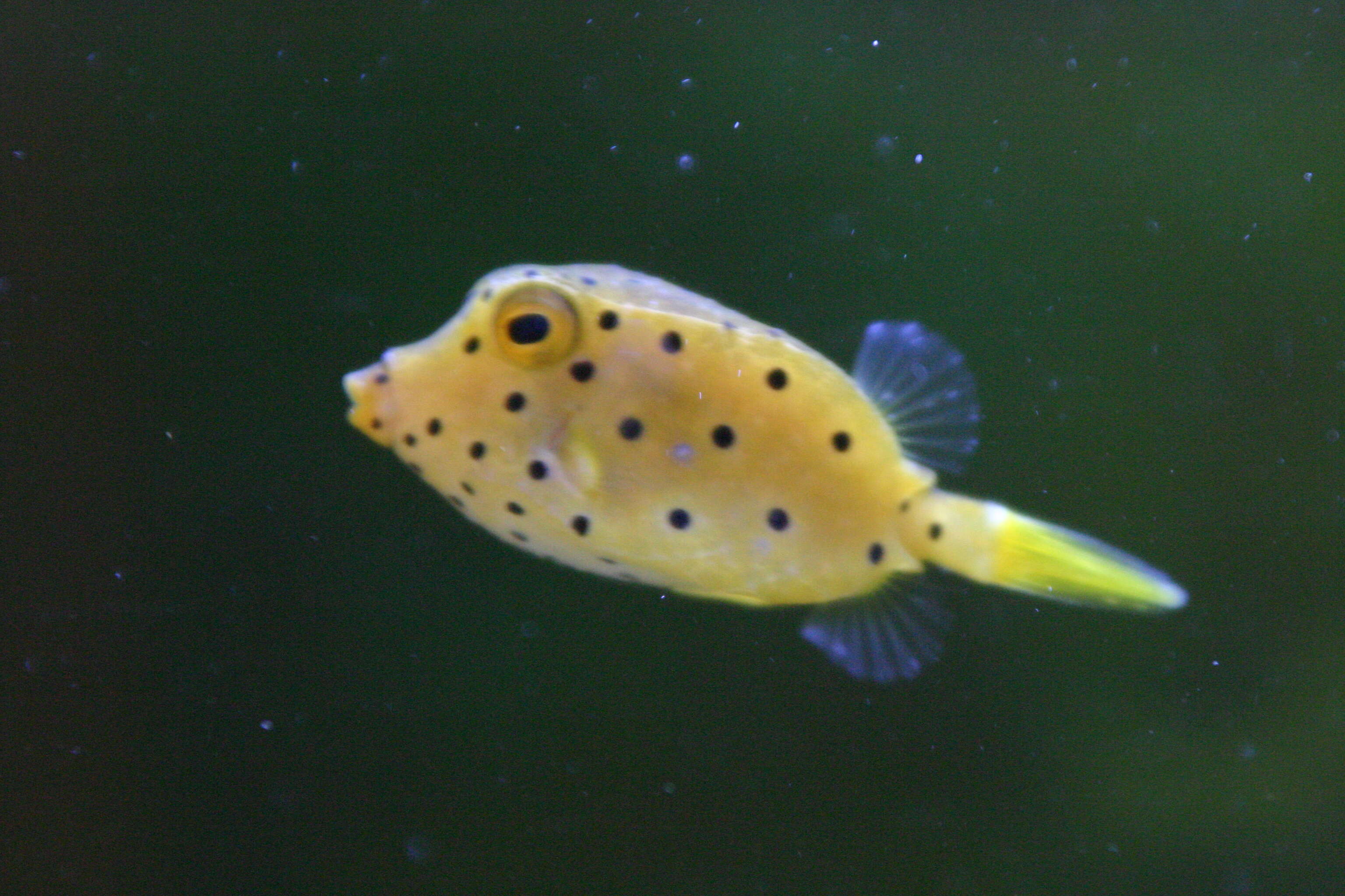 Image of Yellow boxfish