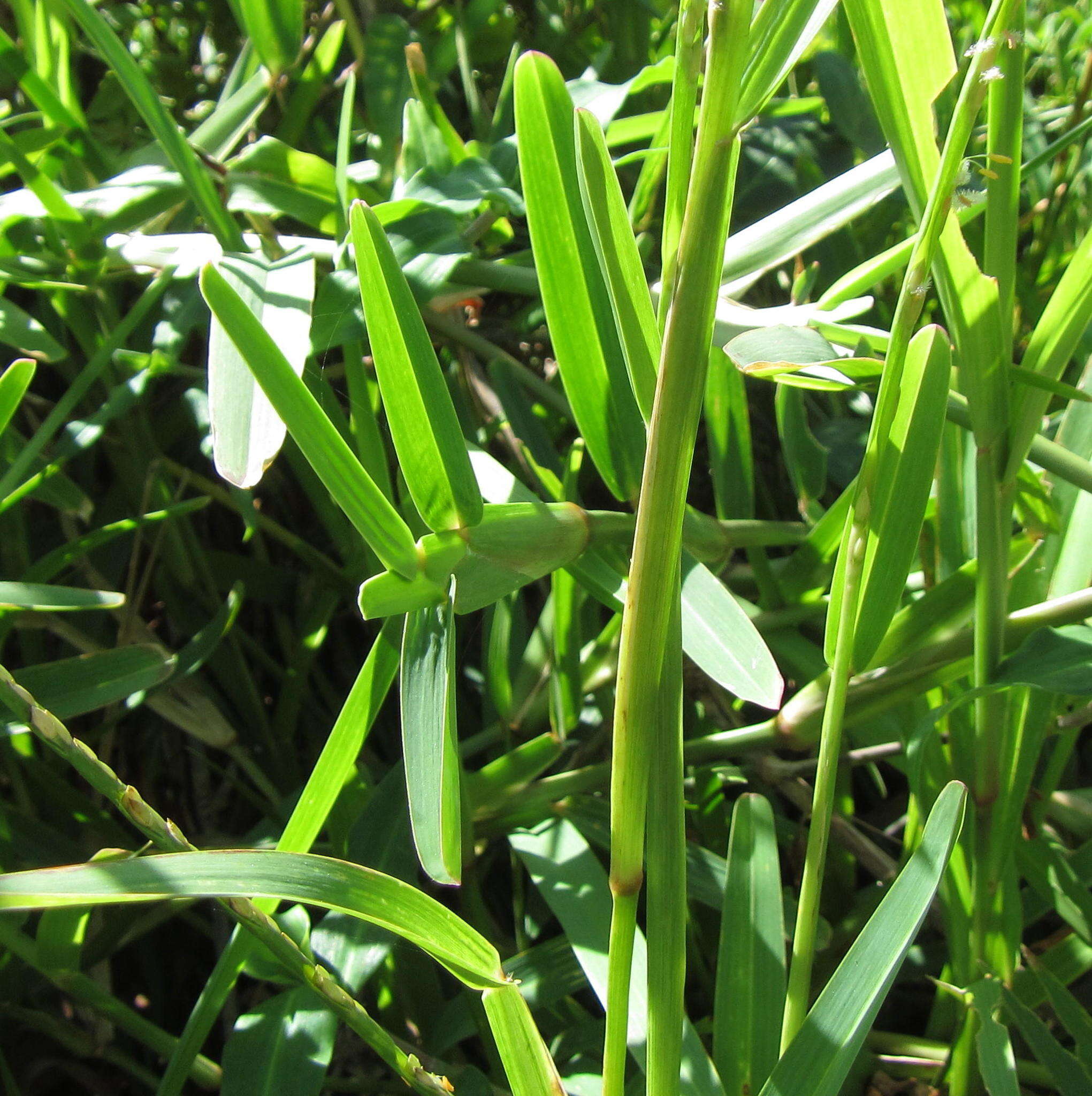 Image of Stenotaphrum dimidiatum (L.) Brongn.