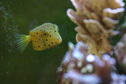 Image of Yellow boxfish