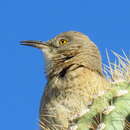 Toxostoma bendirei (Coues 1873)的圖片