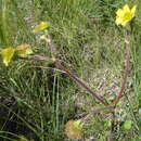 Image of largeleaf avens