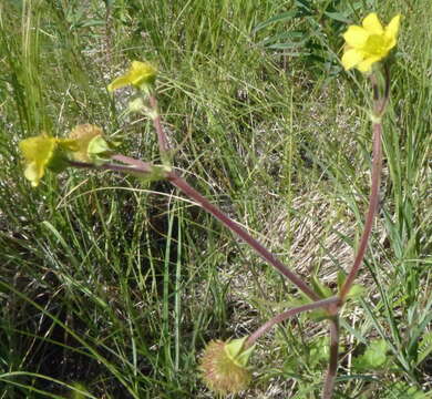 Image of largeleaf avens