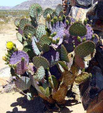 Image of Dollar-joint Prickly-pear