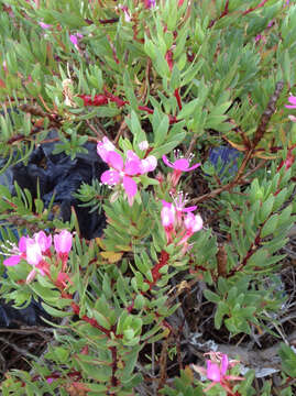 Image of Gongylocarpus fruticulosus Brandeg.