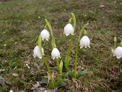 Image of Spring Snowflake