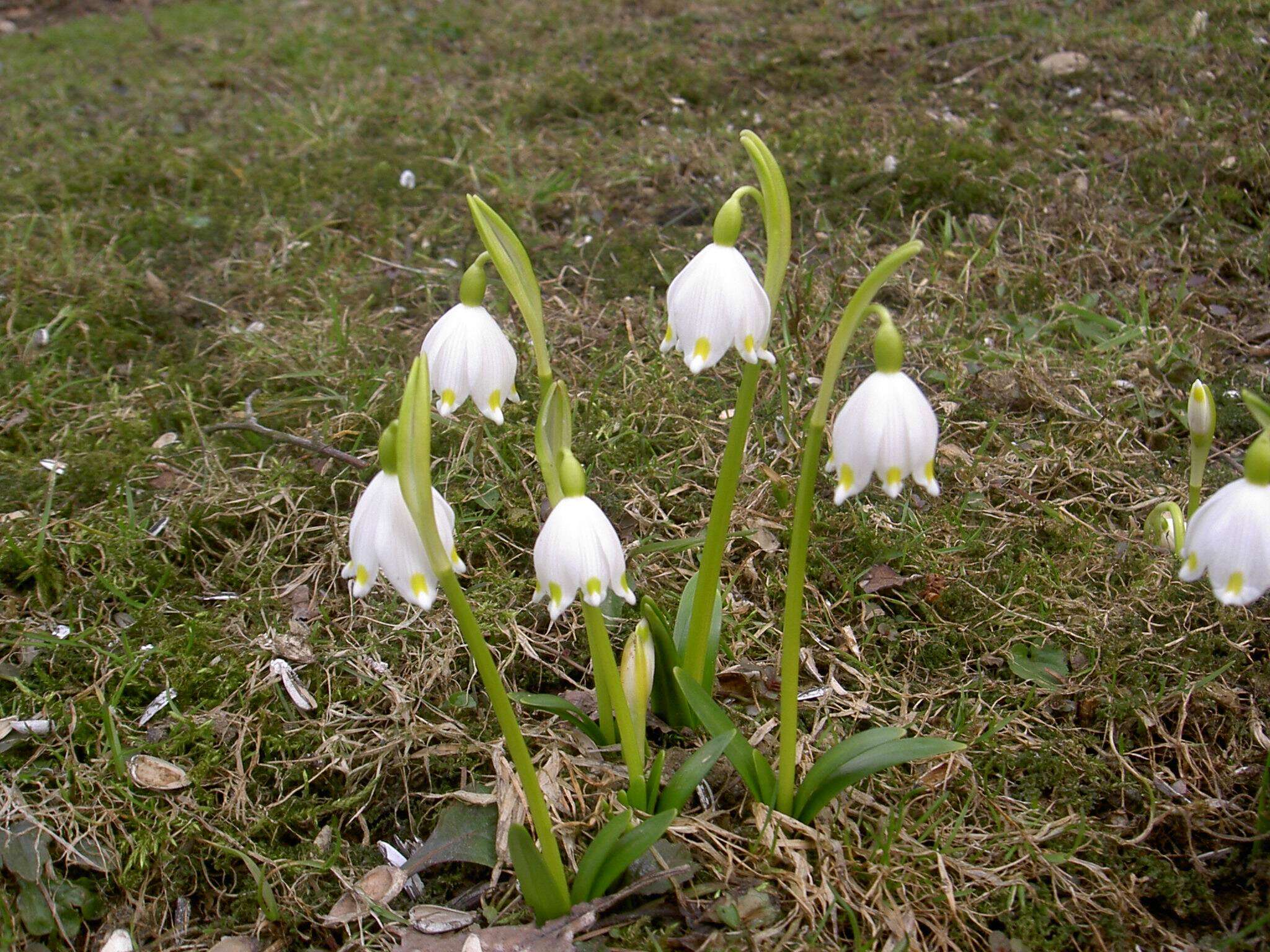 Image of Spring Snowflake