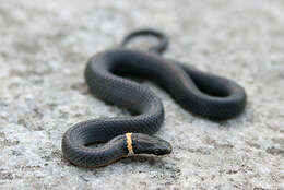 Image of Ring-necked Snake