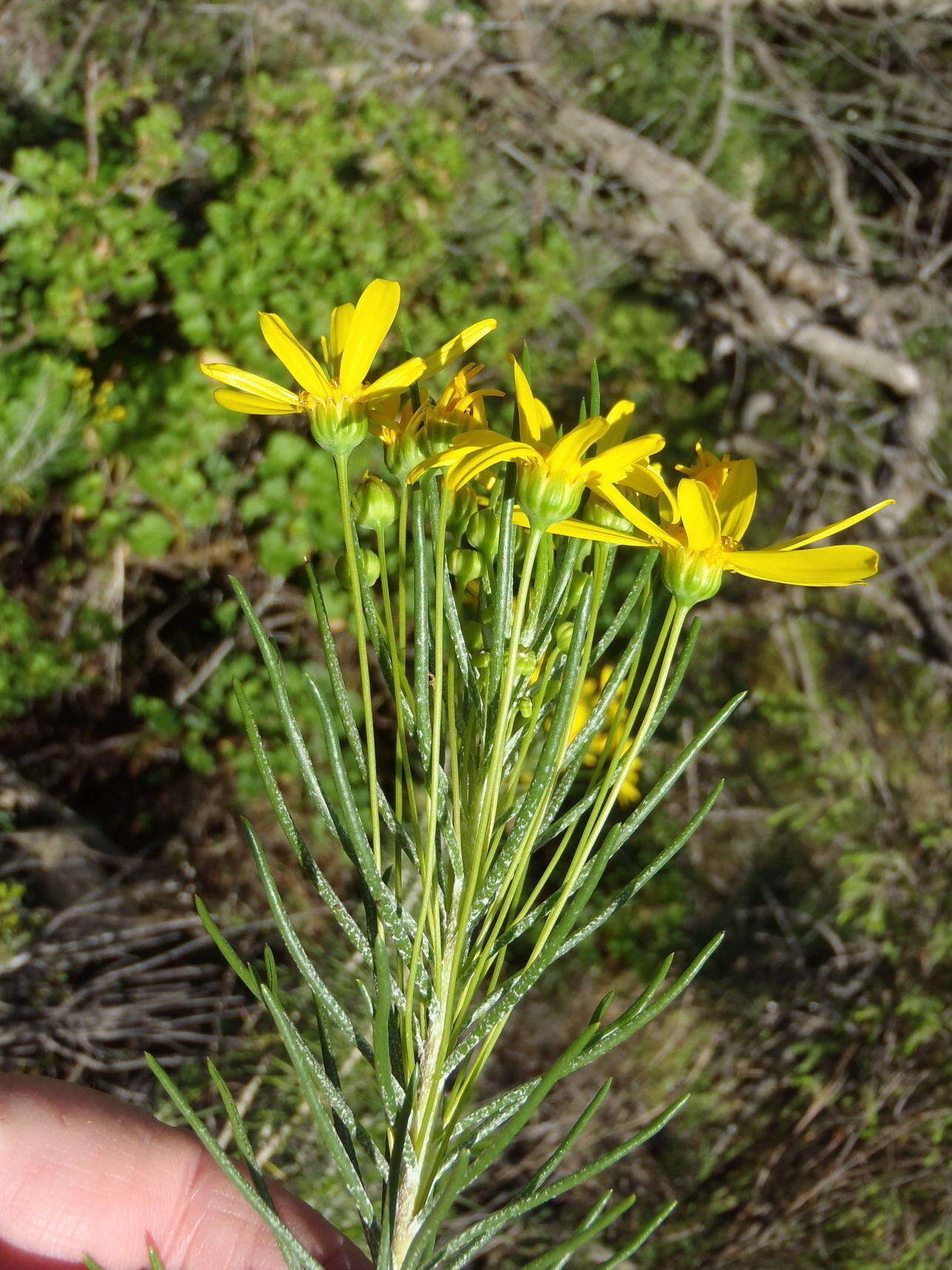 Image of Euryops rehmannii Compton