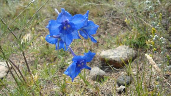 Imagem de Delphinium grandiflorum L.