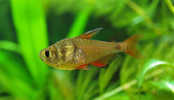 Image of Flame tetra