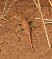 Image of Wedge-snouted Desert Lizard