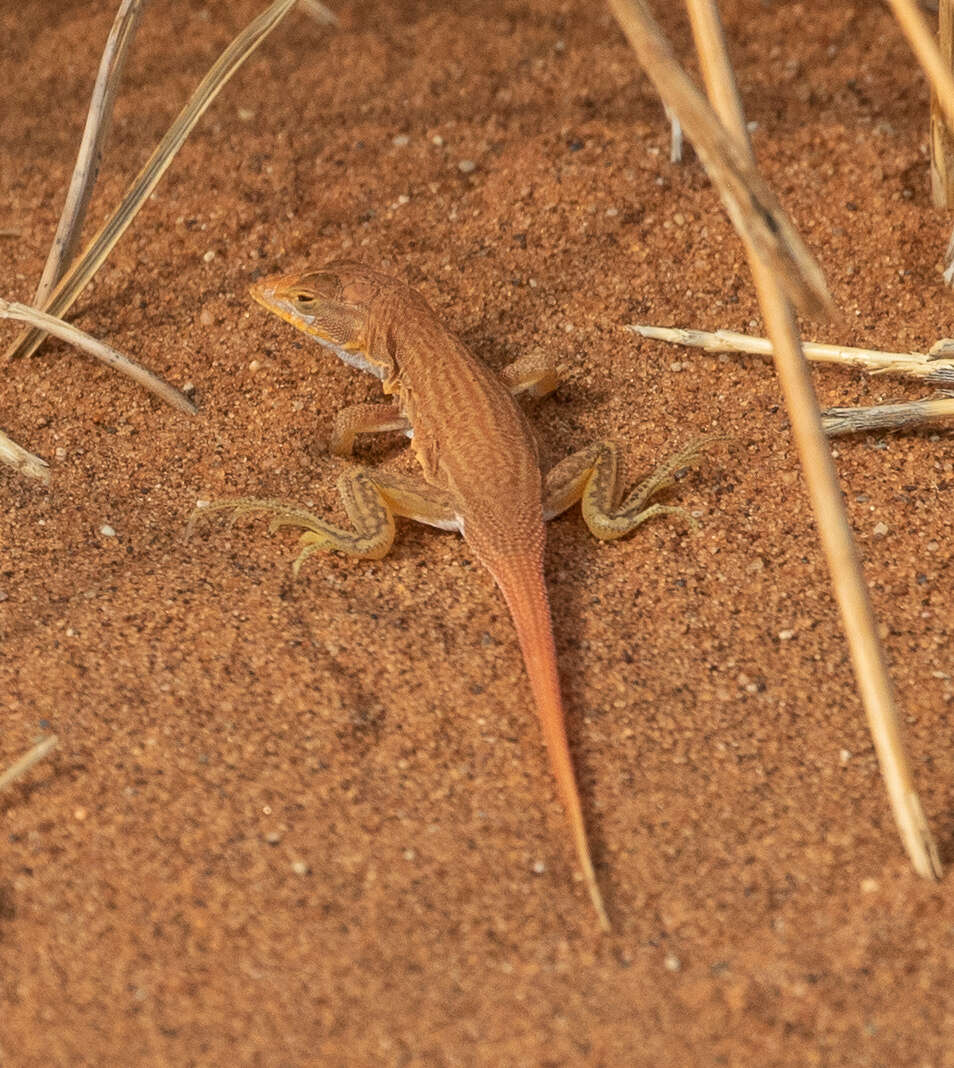 Image of Wedge-snouted Desert Lizard