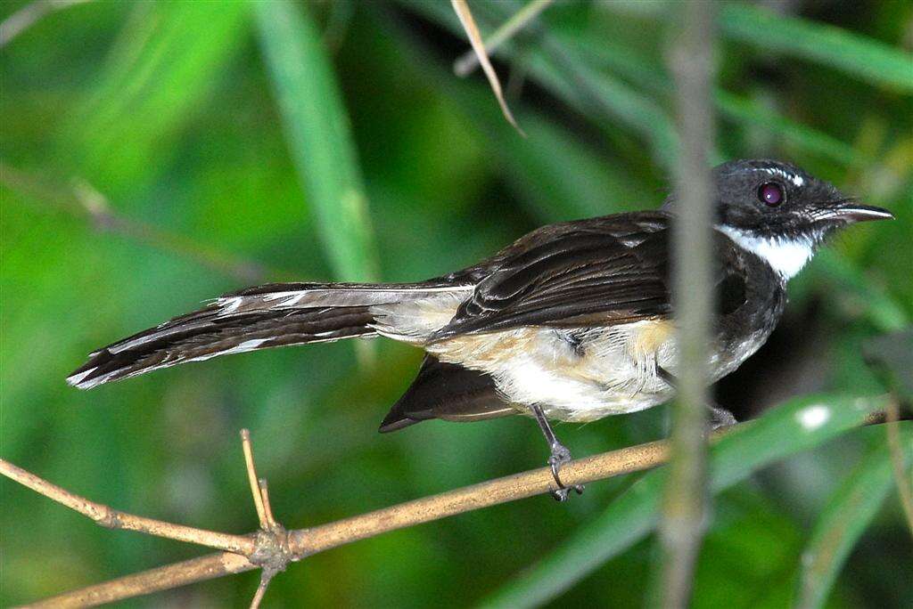 Image of Malaysian Pied Fantail