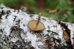 Image of Simocybe sumptuosa (P. D. Orton) Singer 1962