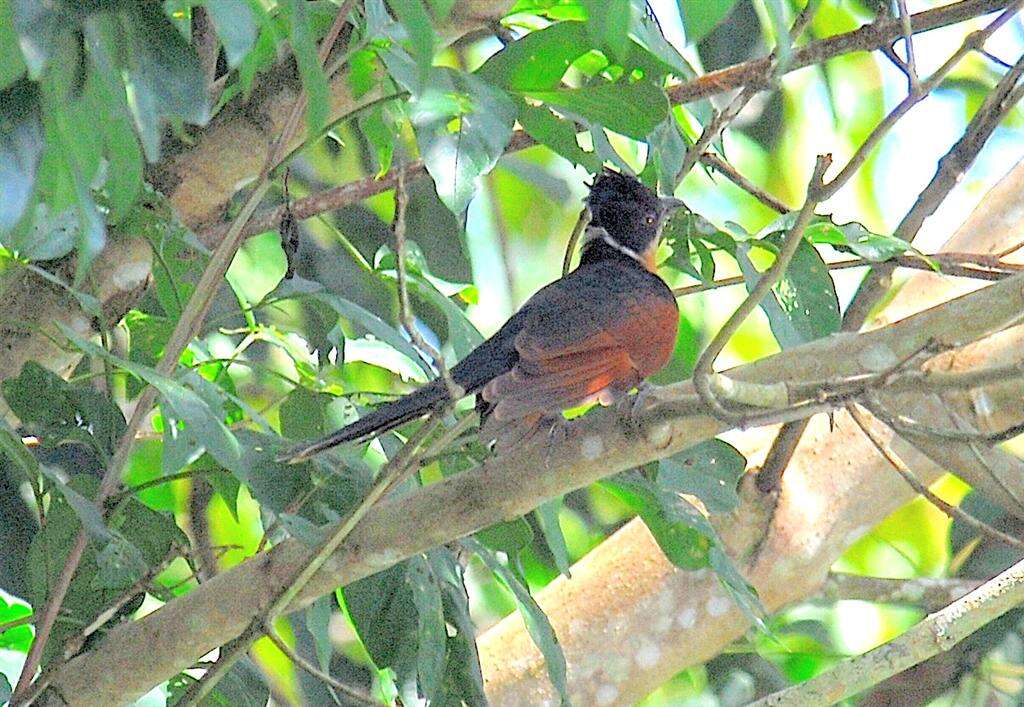 Image of Chestnut-winged Cuckoo
