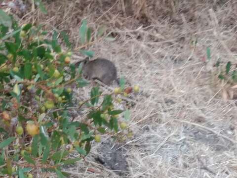 Image of Nuyts Southern Brown Bandicoot