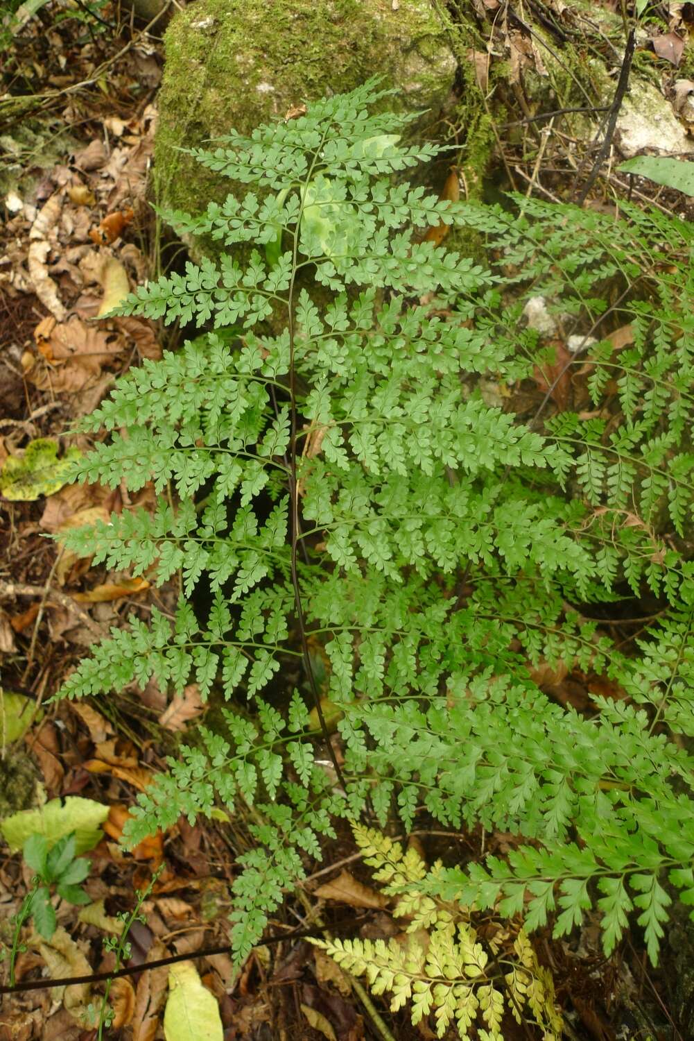 Image of Johnstone River fern