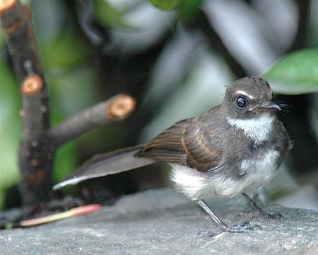 Image of White-throated Fantail