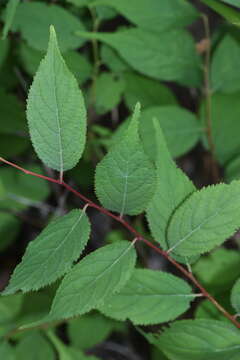 Слика од Prunus glandulosa C. P. Thunb. ex A. Murray