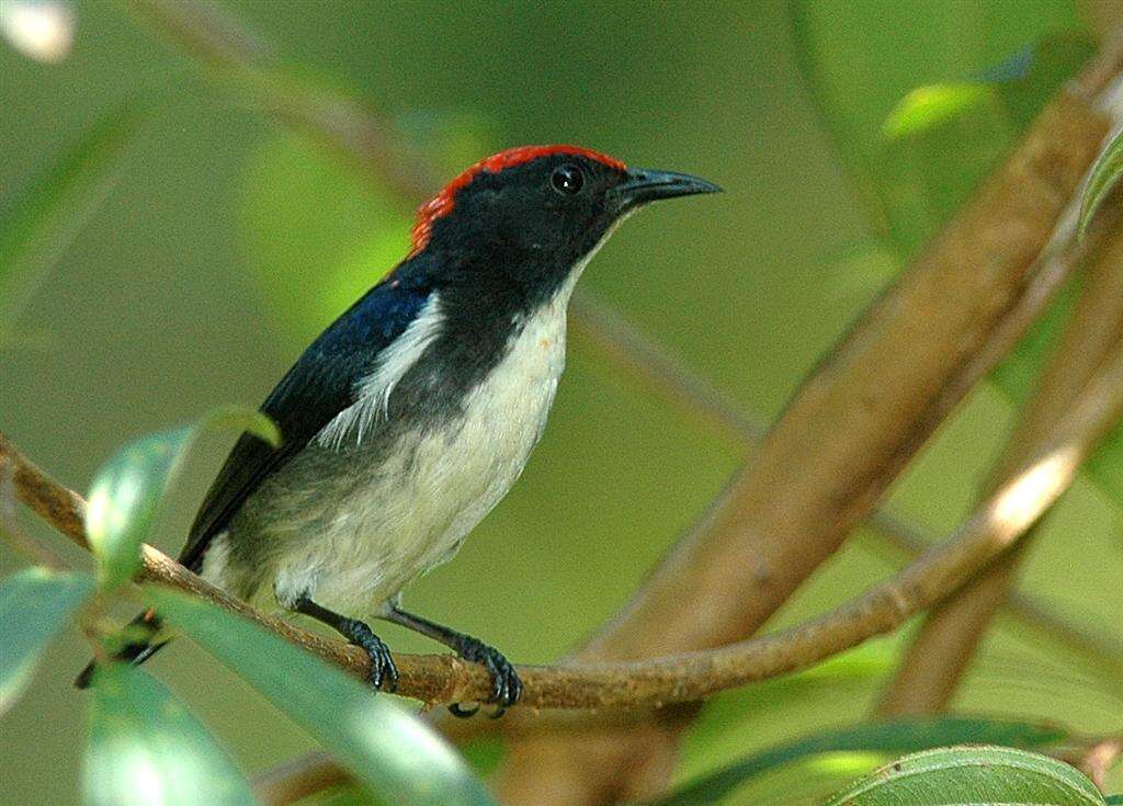 Image of Scarlet-backed Flowerpecker