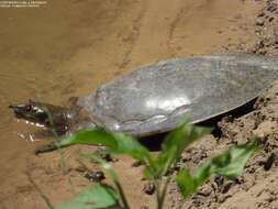 Image of Smooth Softshell Turtle