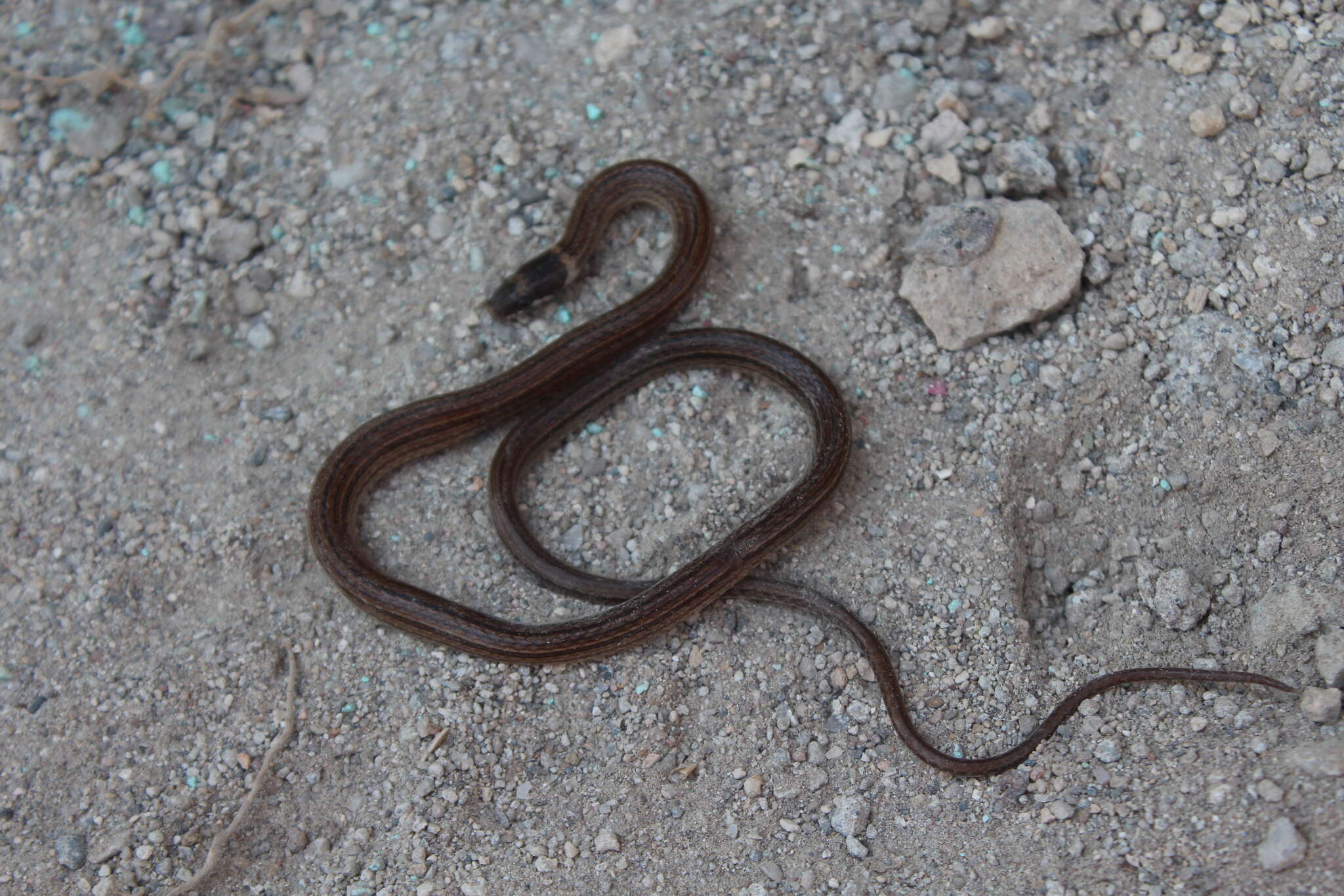 Image of Kinkelin Graceful Brown Snake