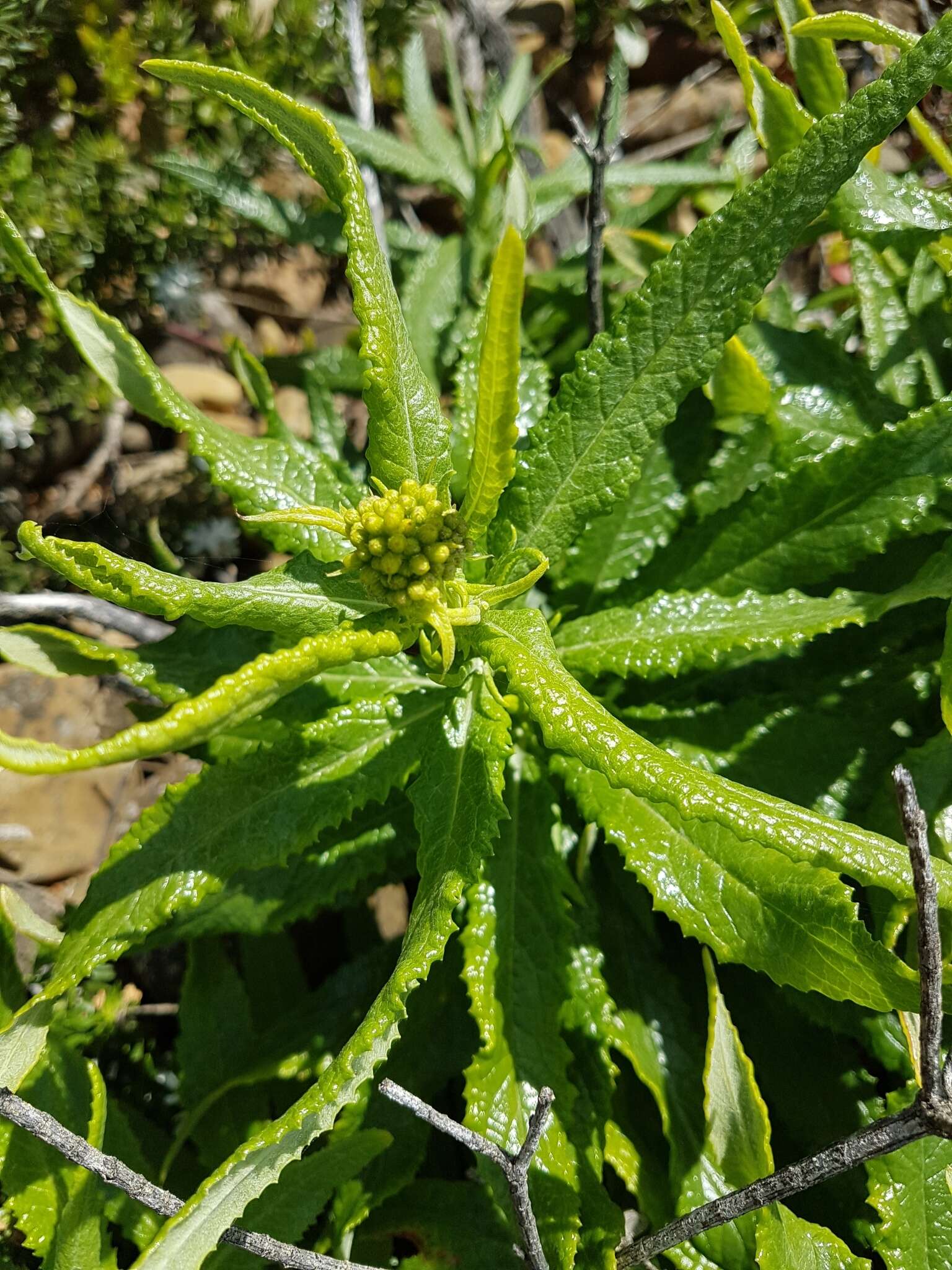 Image of fireweed groundsel