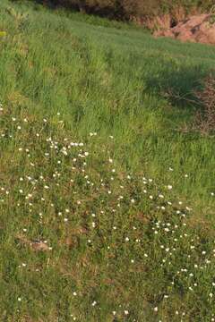 Image of Snowdrop Anemone