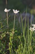 Image of Snowdrop Anemone