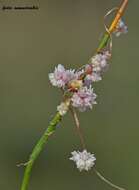 Image of Cuscuta palaestina Boiss.