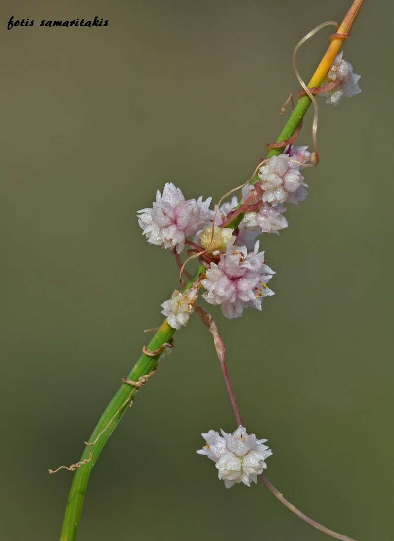 Image of Cuscuta palaestina Boiss.