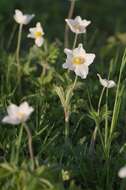 Image of Snowdrop Anemone