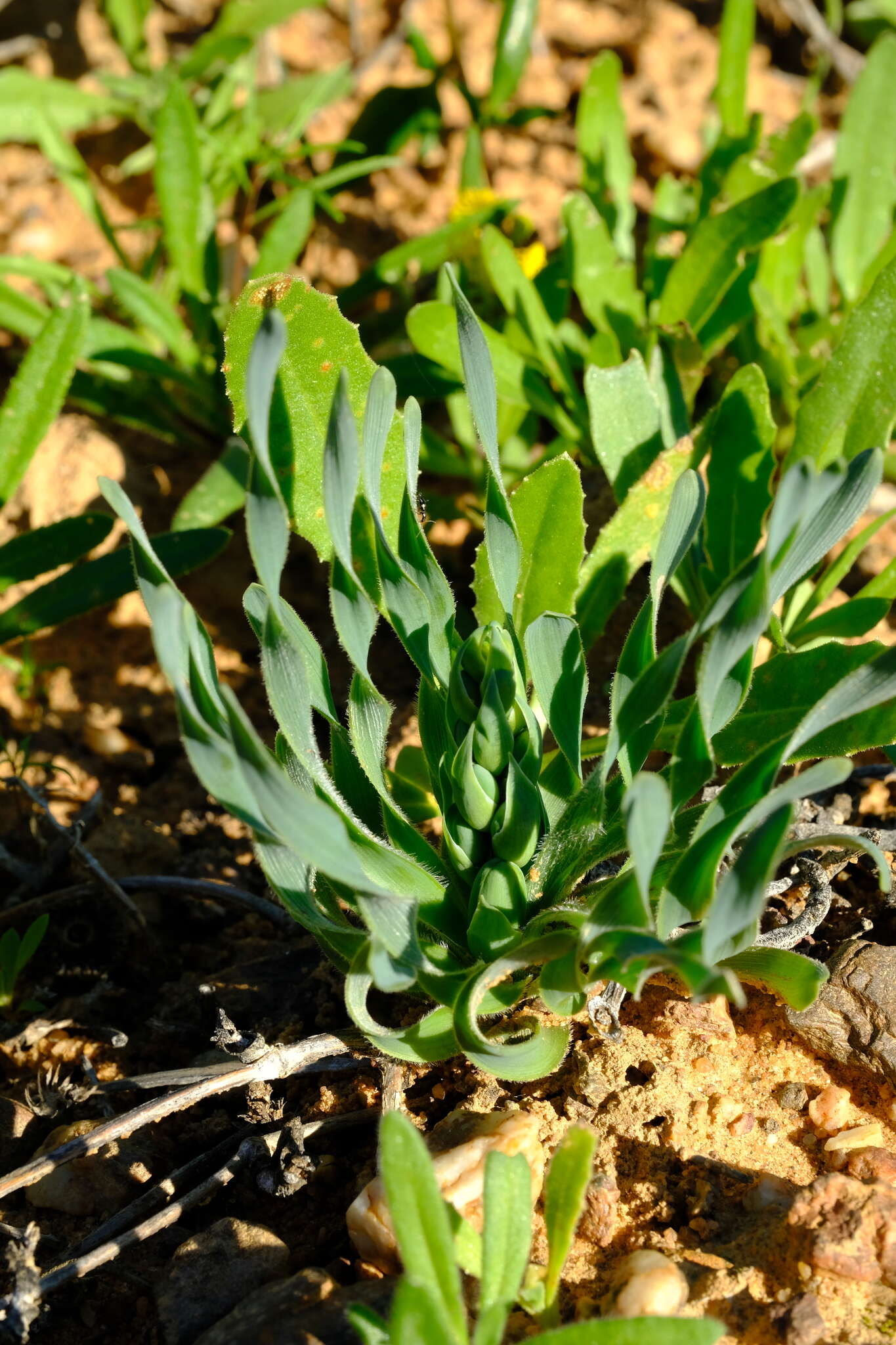 Image of Albuca ciliaris U. Müll.-Doblies