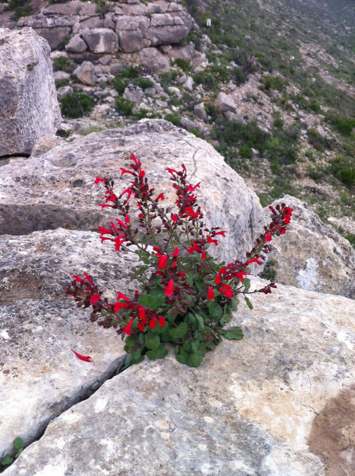 Sivun Salvia roemeriana Scheele kuva