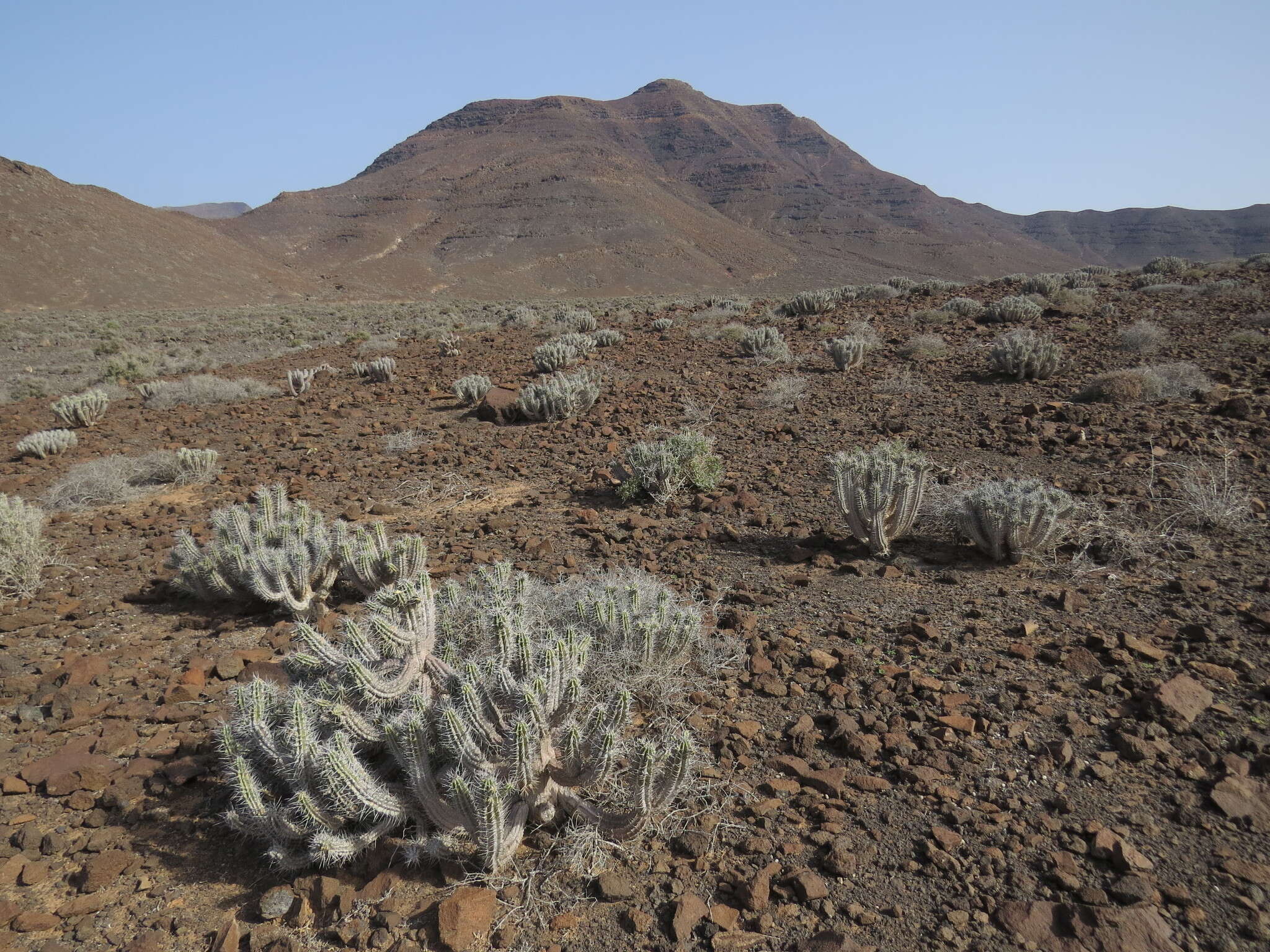 Image of Euphorbia handiensis Burchard