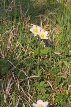 Image of Snowdrop Anemone