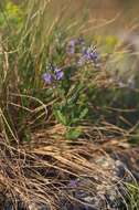 Image of Sprawling Speedwell