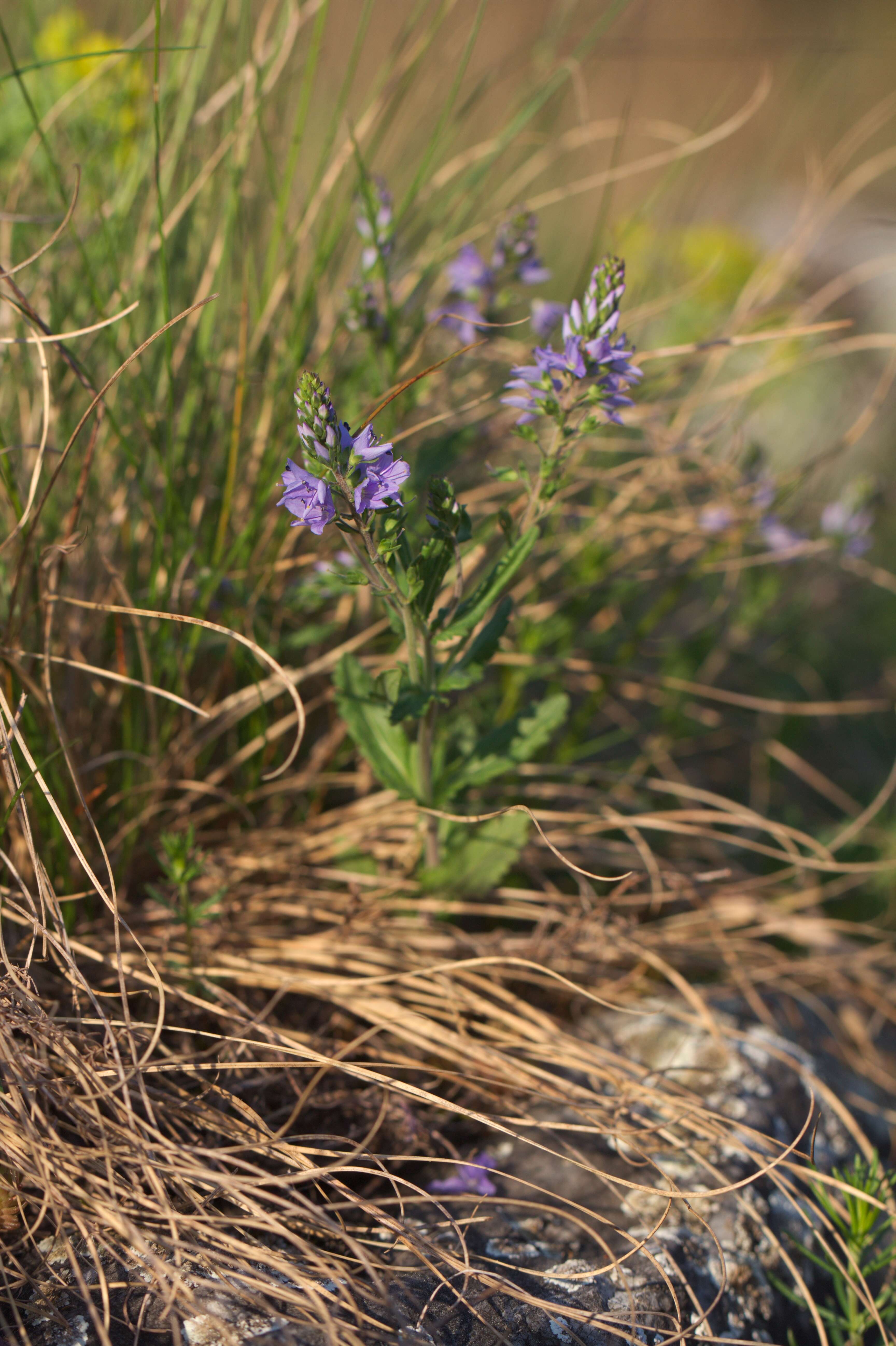 Image of Sprawling Speedwell