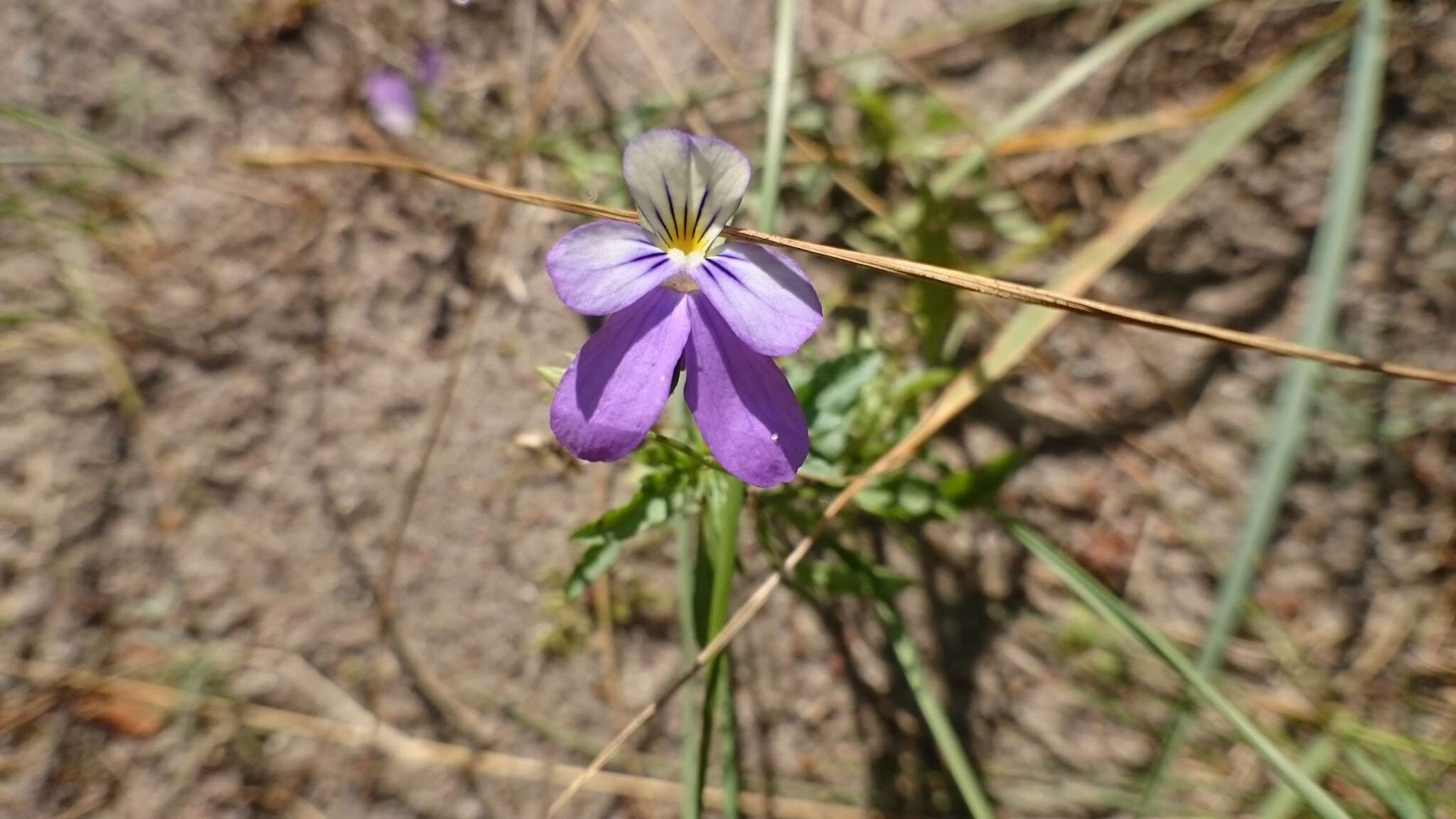 Image of Viola tricolor subsp. curtisii (E. Forster) Syme