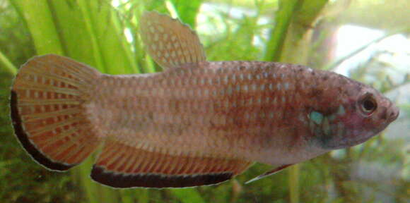 Image of Krabi Mouth Brooding Betta