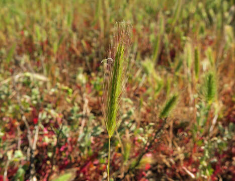 Hordeum depressum (Scribn. & J. G. Sm.) Rydb.的圖片